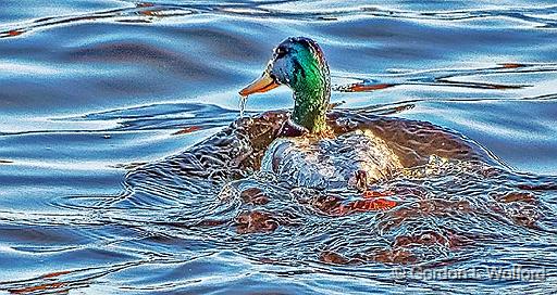Mallard Splashdown_DSCF6365.jpg - Mallard Duck (Anas platyrhynchos) photographed along the Rideau Canal Waterway at Smiths Falls, Ontario, Canada.